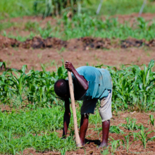 Malawi-IPF-DDO-220-x-220